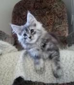 Chaton maine-coon