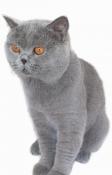 Shady - superbe mle british shorthair pour saillie !