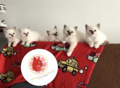 Chatons sacrs de birmanie loof disponibles