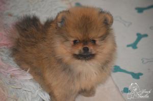 Chiot mle spitz nain