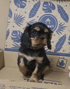 Chiots cavalier king charles