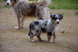 Chiots bergers amricains miniature  vendre