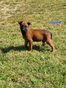 A rserver  5 chiots malinois lof