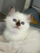 2 chatons mles loof sacrs de birmanie disponibles