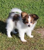 Chiots lof pagneul papillon