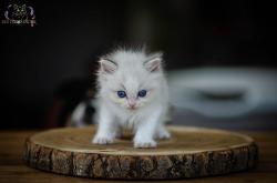 Chatons ragdoll