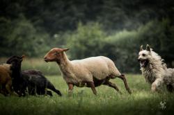 Chiots bouviers des ardennes