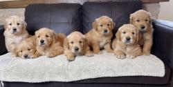 Chiots golden retriever lof