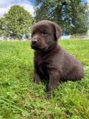 Chiots labrador chocolat et noir inscrit au lof