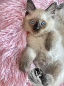 Chatons ragdoll a vendre 3 males 2 femelles