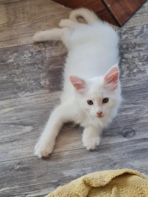 Chaton mle maine coon