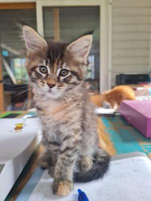 Chaton femelle maine coon