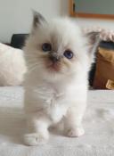 Magnifiques chatons sacr de birmanie loof