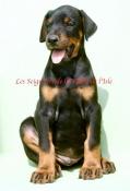 Superbes chiots dobermann lof