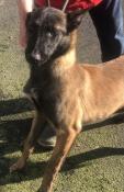 Adulte berger belge malinois lof