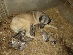 Chiots apparence berger d'anatolie kangal pour la protection