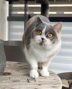 Femelle british shorthair strilise