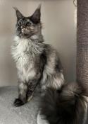 Chatons maine coon loof  rserver