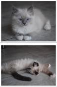 Chatons ragdoll