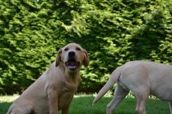 Chiots labrador lof sable