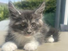 Superbe, chaton, maine coon