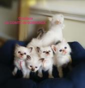 Superbes chatons sacrs de birmanie loof - bordeaux ouest