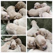 Magnifiques chiots golden retriever lof - eleveur professionnel