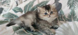 Chaton femelle  apparence british longhair