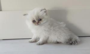 Chaton femelle  apparence british longhair