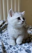 Chatons british shorthair bientt disponible