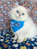 Chaton british longhair golden loof aux magnifiques yeux bleus