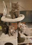 Chatons av 4 chatons british longhair loof