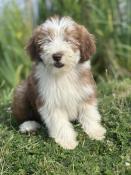 Disponibles chiots bearded collie lof