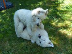 Chiot berger blanc suisse lof  rserver