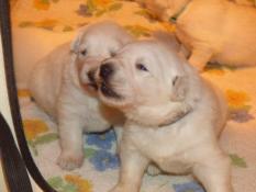 Chiots berger blanc suisse lof  vendre