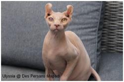 Adorable adolescente sphynx elf disponible