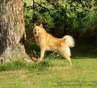 Chiots spitz finlandais