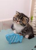 Chaton exotic shorthair brown tabby et blanche