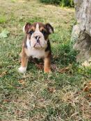 A rserver  2. chiots d'apparence old english bulldog