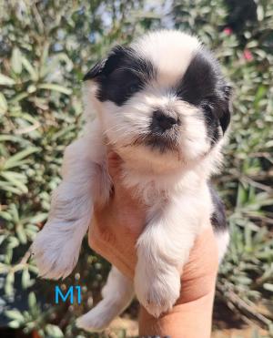 Chiot mle  apparence shih tzu