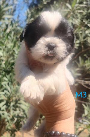 Chiot mle  apparence shih tzu