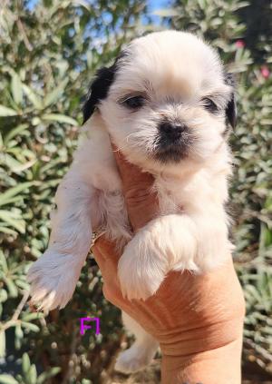 Chiot femelle  apparence shih tzu