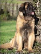 Chiots leonberg ns le 11 aot 2024  rserver