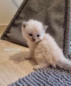 Chatons ragdoll loof