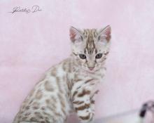 Chatons bengal brown, snow sepia et silver