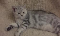 2 adorables chatons british shorthair