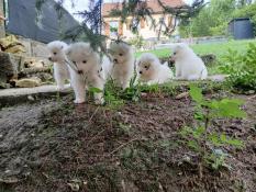 Vends chiots