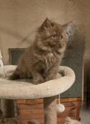 Av chaton mle british longhair cinnamon loof