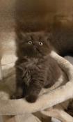 Av chaton mle british longhair chocolat loof