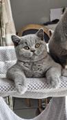 Chatons british shorthair bleus